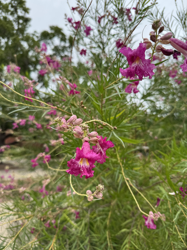 desert willow