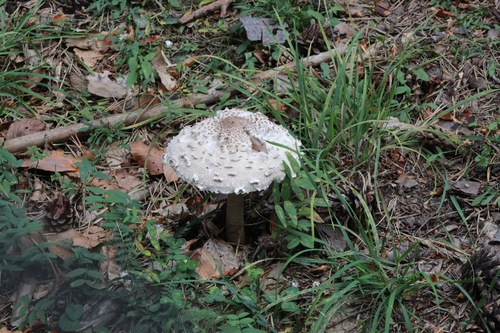 Parasol