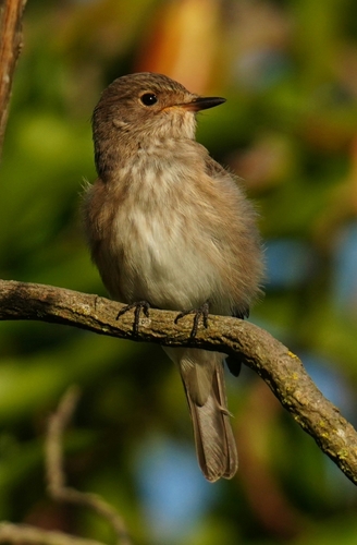 Spotted Flycatcher