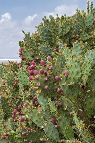 shell mound pricklypear