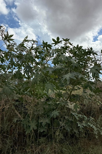 castor bean