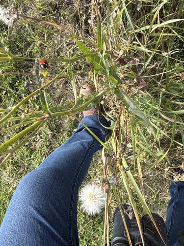 Seven-spotted Lady Beetle