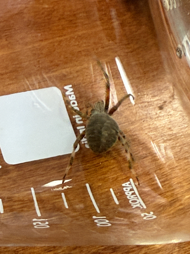 Spotted Orbweaver