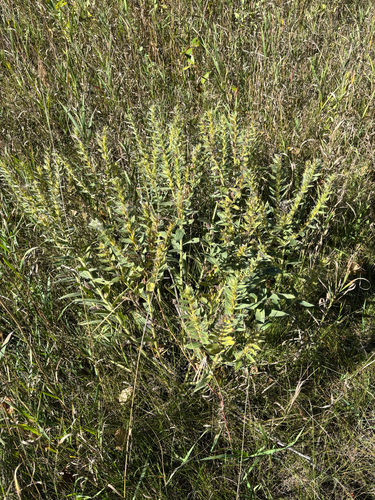 western false gromwell