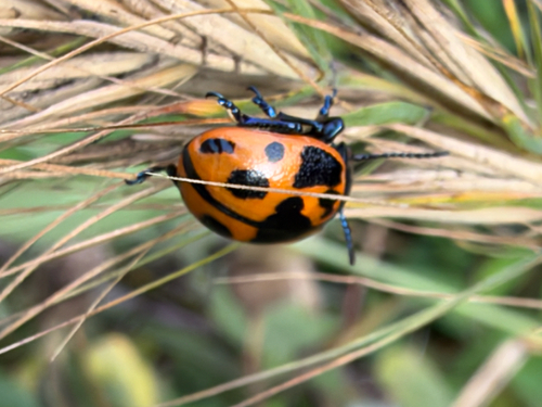 Swamp Milkweed Leaf Beetle