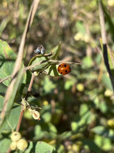 Seven-spotted Lady Beetle