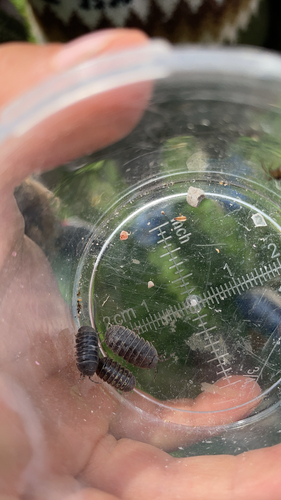 Common Pill Woodlouse