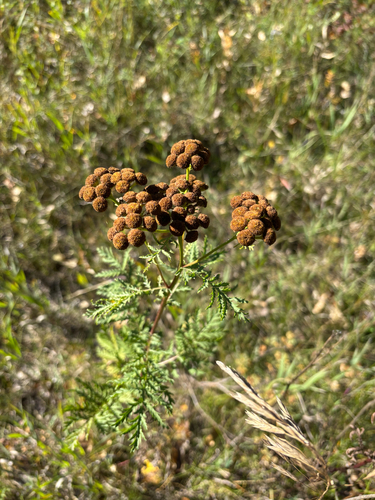 tansy
