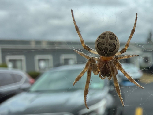 Grey Cross Spider