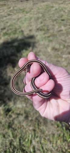 Common Ribbon Snake