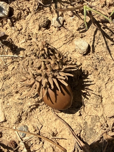 Sawtooth oak