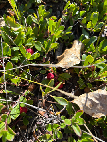 bearberry