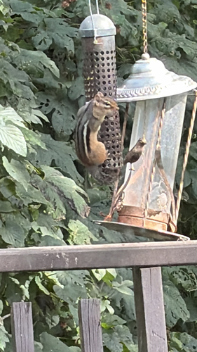 Eastern Chipmunk