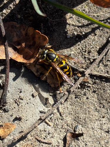 Western Yellowjacket