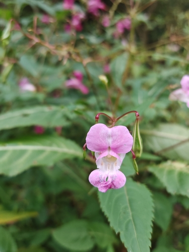 Himalayan balsam