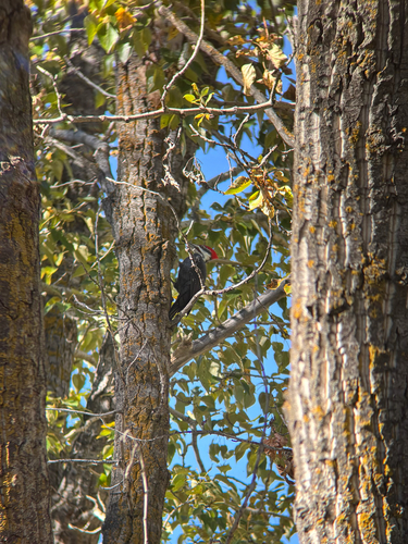 Pileated Woodpecker