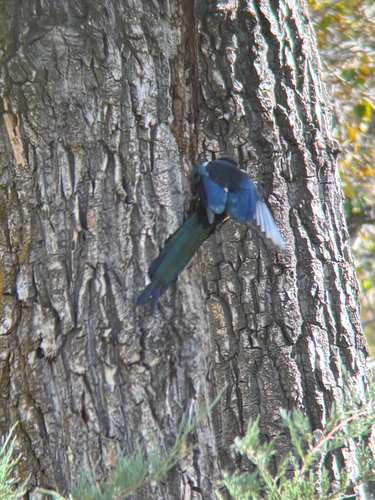 Black-billed Magpie