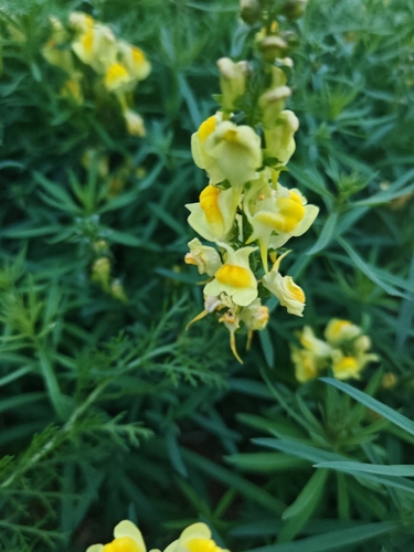 common toadflax
