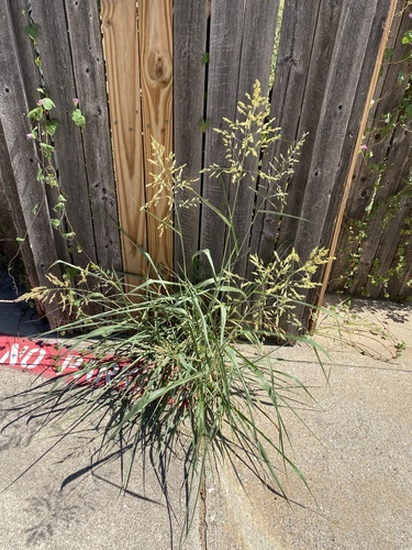 Johnson grass
