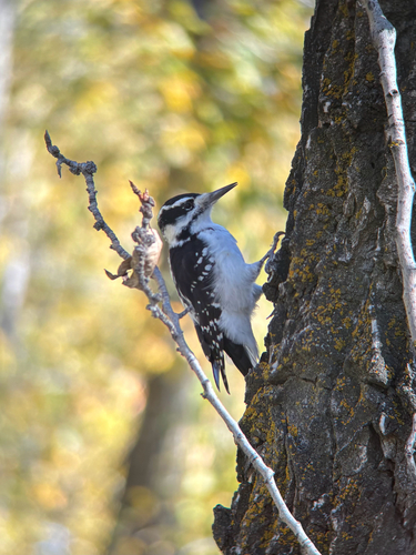 Hairy Woodpecker