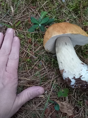 King Bolete