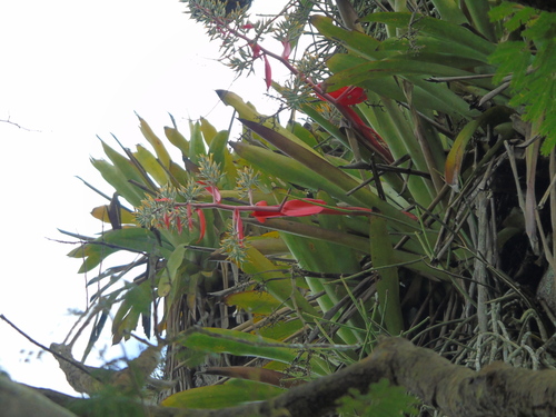 Aechmea costantinii
