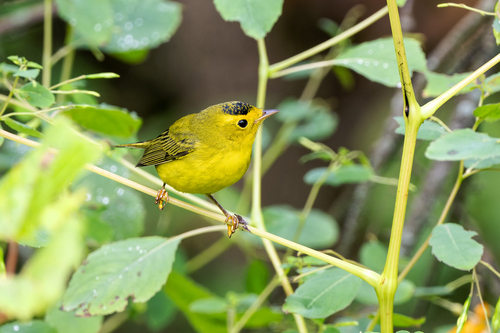 Wilson's Warbler