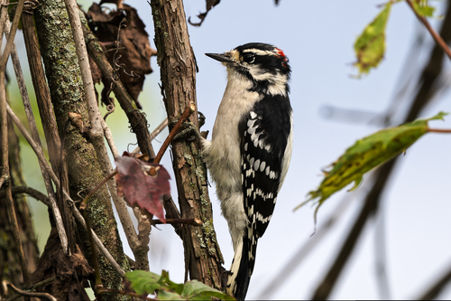 Downy Woodpecker