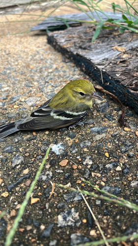 Bay-breasted Warbler