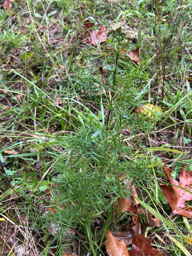 narrowleaf mountainmint