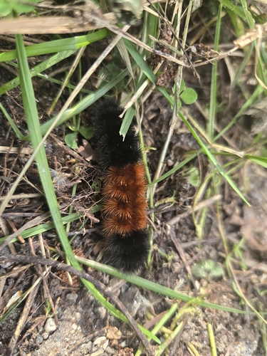 Isabella Tiger Moth