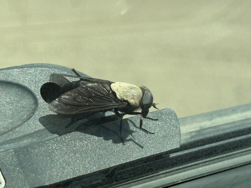 Western Black Horse Fly