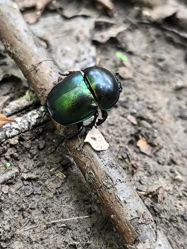 Springtime Dung Beetle