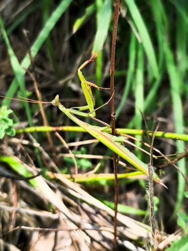 European Mantis