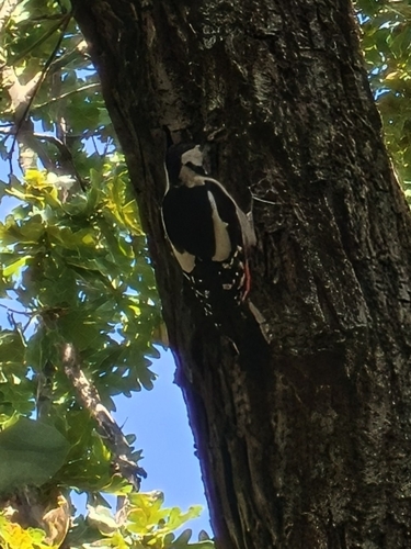 Great Spotted Woodpecker