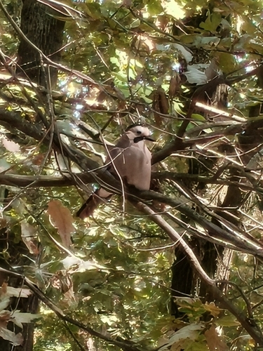 Eurasian Jay