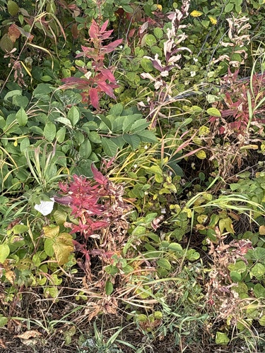 fireweed