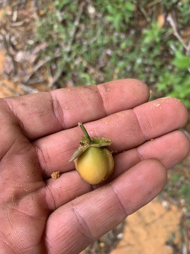 Davilla flexuosa