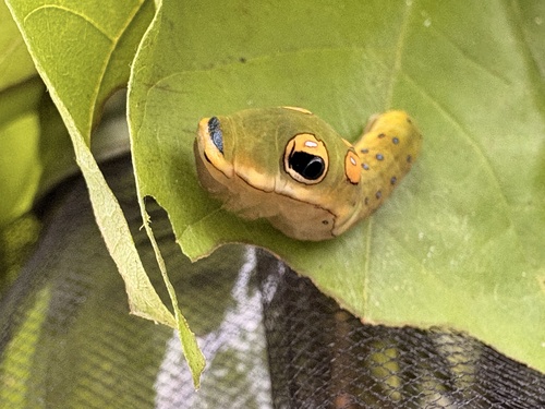 Spicebush Swallowtail