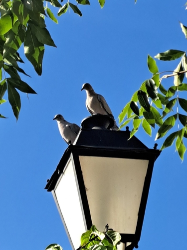 Eurasian Collared-Dove