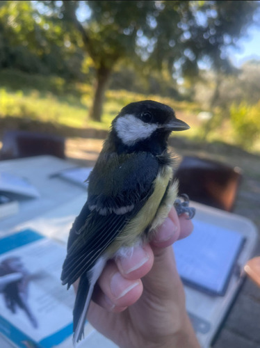 Great Tit