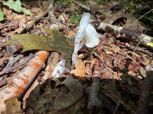 Ghost Pipe