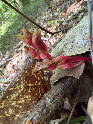 pinesap