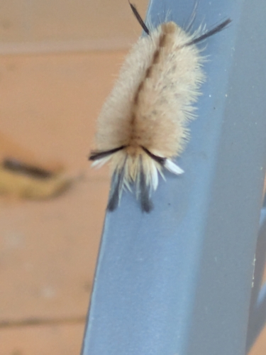 Banded Tussock Moth