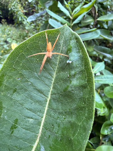 American Nursery Web Spider