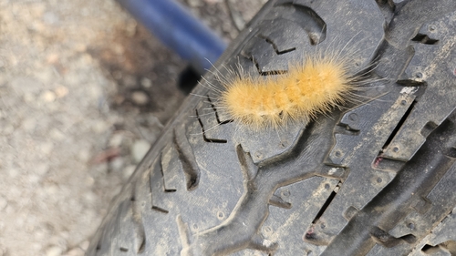 Virginian Tiger Moth