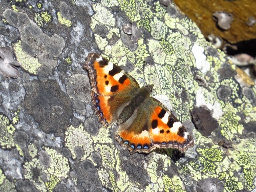 Small Tortoiseshell