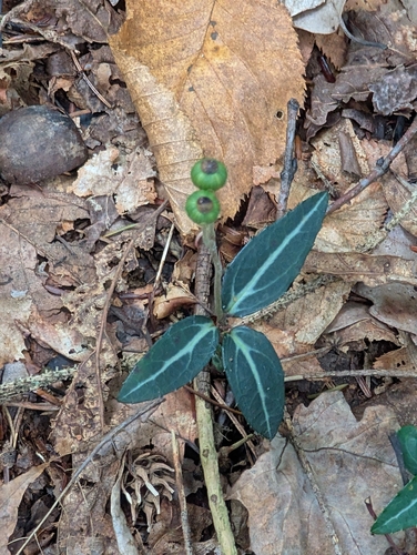 striped wintergreen