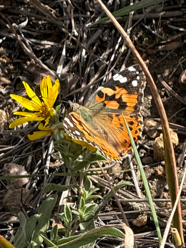 Painted Lady