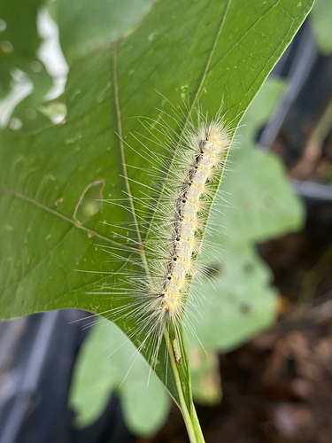 Fall Webworm Moth